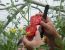 Tomatensorte 