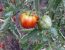 Über 3 200 Tomatensorten wachsen bei Erich Stekovics