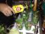 Mojito Zubereitung