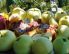 Topfen-Apfel-Schnitten