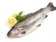 Fisch Rezepte - Süßwasserfische