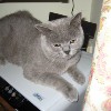 Naschkatze
