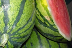 Wassermelonen aus Österreich 