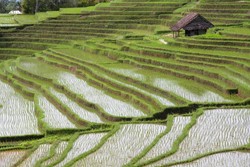 Reis: Eine kleine Geschichte