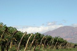Weinregion Südamerika