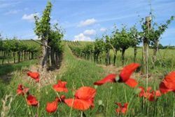 Weinviertler Vielfalt