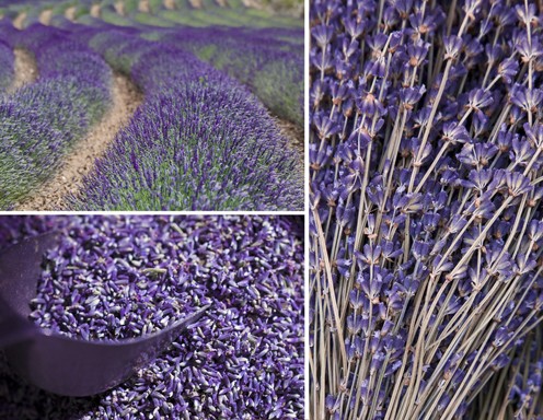 Lavendel