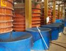 Fischsaucen Tanks in der Fischsaucen Fabrik