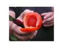 <p>Eine ber&uuml;chtigte Tomatenz&uuml;chtung von Stekovics ist die <strong>Erdbeertomate</strong>, sein ganz besonderer Stolz. Erich Stekovics hat es geschafft, in das Innere einer Tomate eine Erdbeere zu z&uuml;chten, die kaum von einer richtigen Erdbeere zu unterscheiden ist.</p>