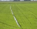 Die wunderschönen grünen Reisfelder in Italien