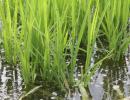 Reispflanzen im Wasser 