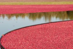 Cranberry Ernte in New England, USA
