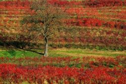 Herbstfärbung im Weingarten