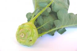 Kohlrabi