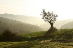 Landschaft mit Olivenbaum