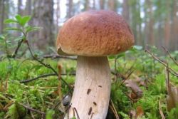Pilz im Wald