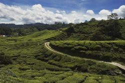 Teeanbaugebiete