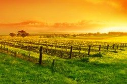 Weinregion Australien / Neuseeland