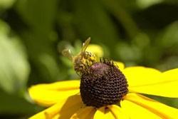 Honigbiene mit Blume
