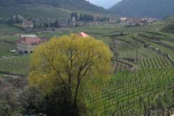 Spitz - Weingarten