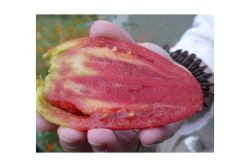 Tomate 