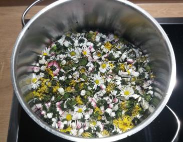 Gänseblümchen-Honig