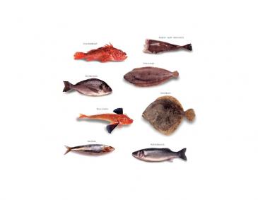 Fischarten der Meere