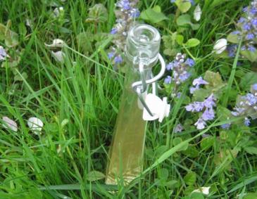 Holunderblütensaft nach Großmutters Art