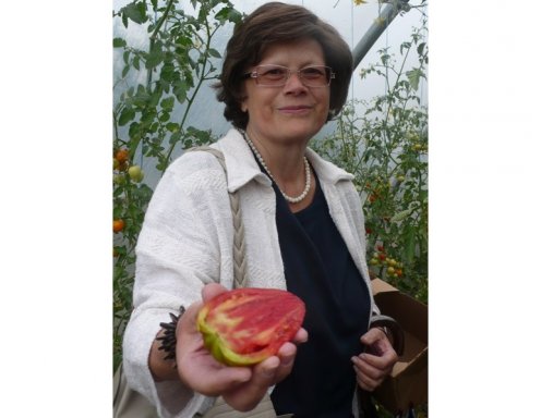 <p>Kochbuchautorin Renate Wagner-Wittula pr&auml;sentiert eine saftig fleischige Tomate, die auf Grund Ihrer flammenartigen Form <strong>Roman Candle <em>(R&ouml;mische Flamme)</em></strong> genannt wird.</p>