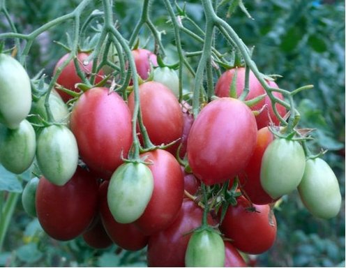 <p>Tschio-Tschio-San Tomaten.</p>