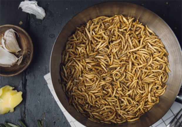 Gebratene Mehlwurmer Rezept Ichkoche At