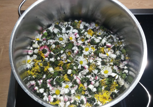 Gänseblümchen-Honig Rezept - ichkoche.at