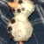 KoBaCat